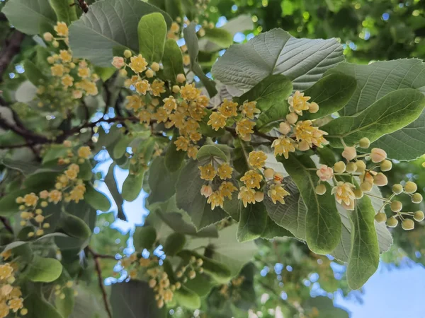 Tilleul Tilia Fleurs Sur Arbre Vert Printemps Ingrédient Sec Base — Photo