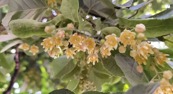 Tilleul Tilia Fleurs Sur Arbre Vert Printemps Ingrédient Sec Base — Photo