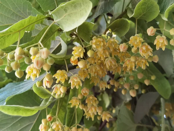 Bahar Bitkisel Kurutma Malzemelerinde Yeşil Ağaçtaki Ihlamur Limon Çiçekleri — Stok fotoğraf
