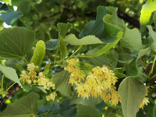 Bahar bitkisel kurutma malzemelerinde yeşil ağaçtaki ıhlamur ya da limon çiçekleri
