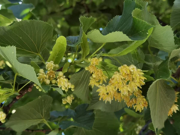 Bahar Bitkisel Kurutma Malzemelerinde Yeşil Ağaçtaki Ihlamur Limon Çiçekleri — Stok fotoğraf