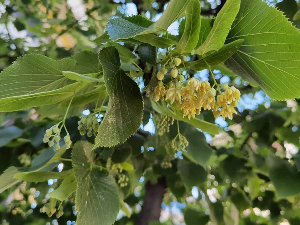 Tilleul Tilia Fleurs Sur Arbre Vert Printemps Ingrédient Sec Base — Photo