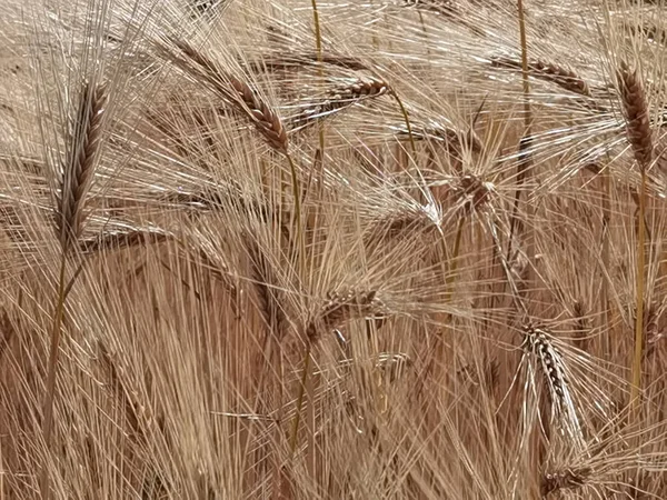 Buğday olgunlaşmış sarı gök mavisi yaz tarımı arka planında