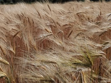 Buğday olgunlaşmış sarı gök mavisi yaz tarımı arka planında