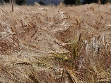 Buğday olgunlaşmış sarı gök mavisi yaz tarımı arka planında