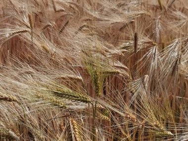 Buğday olgunlaşmış sarı gök mavisi yaz tarımı arka planında