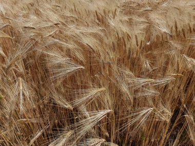 Buğday olgunlaşmış sarı gök mavisi yaz tarımı arka planında