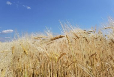 Buğday olgunlaşmış sarı gök mavisi yaz tarımı arka planında