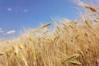 Buğday olgunlaşmış sarı gök mavisi yaz tarımı arka planında