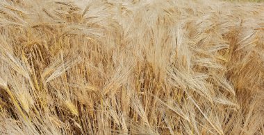 Buğday olgunlaşmış sarı gök mavisi yaz tarımı arka planında