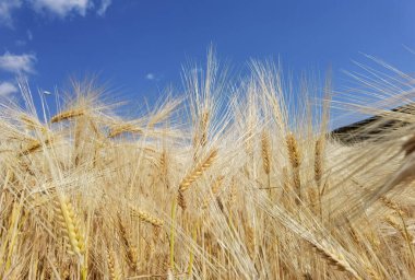 Buğday olgunlaşmış sarı gök mavisi yaz tarımı arka planında