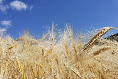 Buğday olgunlaşmış sarı gök mavisi yaz tarımı arka planında