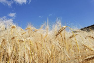 Buğday olgunlaşmış sarı gök mavisi yaz tarımı arka planında