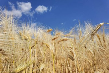Buğday olgunlaşmış sarı gök mavisi yaz tarımı arka planında