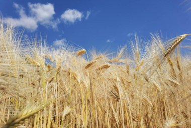 Buğday olgunlaşmış sarı gök mavisi yaz tarımı arka planında