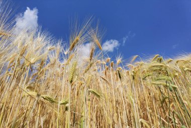 Buğday olgunlaşmış sarı gök mavisi yaz tarımı arka planında