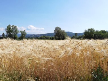 Buğday olgunlaşmış sarı gök mavisi yaz tarımı arka planında