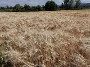 Buğday olgunlaşmış sarı gök mavisi yaz tarımı arka planında