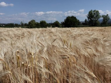 Buğday olgunlaşmış sarı gök mavisi yaz tarımı arka planında