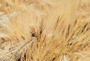 Buğday olgunlaşmış sarı gök mavisi yaz tarımı arka planında