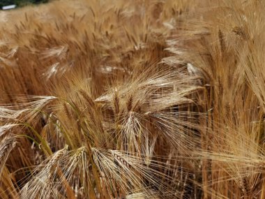 Buğday olgunlaşmış sarı gök mavisi yaz tarımı arka planında