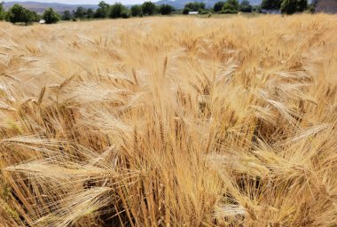 Buğday olgunlaşmış sarı gök mavisi yaz tarımı arka planında