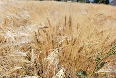 Buğday olgunlaşmış sarı gök mavisi yaz tarımı arka planında