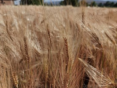 Buğday olgunlaşmış sarı gök mavisi yaz tarımı arka planında