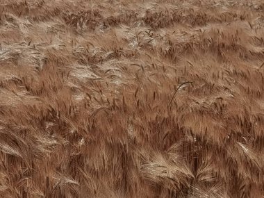 Buğday olgunlaşmış sarı gök mavisi yaz tarımı arka planında