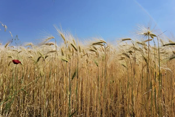 Trigo Maduro Céu Amarelo Azul Verão Agricultura Fundo — Fotografia de Stock