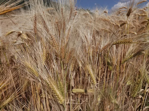 Trigo Maduro Céu Amarelo Azul Verão Agricultura Fundo — Fotografia de Stock