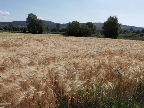 Pšenice Zralé Žlutá Obloha Modrá Létě Zemědělství Pozadí — Stock fotografie