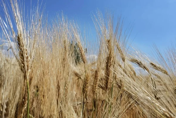 Trigo Maduro Céu Amarelo Azul Verão Agricultura Fundo — Fotografia de Stock