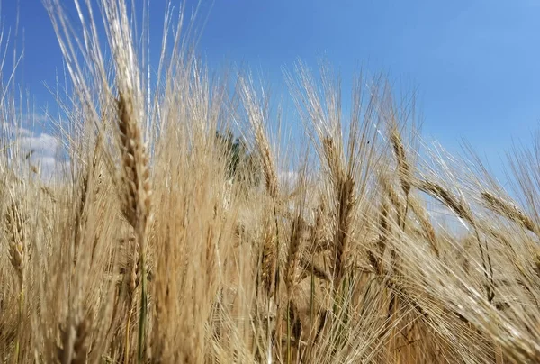 Trigo Maduro Céu Amarelo Azul Verão Agricultura Fundo — Fotografia de Stock