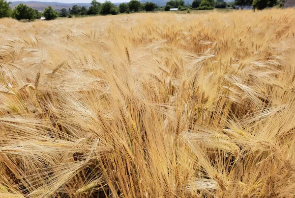 Buğday olgunlaşmış sarı gök mavisi yaz tarımı arka planında