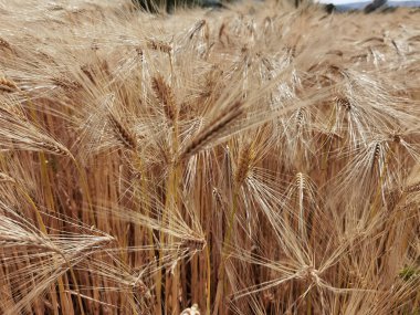 Buğday olgunlaşmış sarı gök mavisi yaz tarımı arka planında