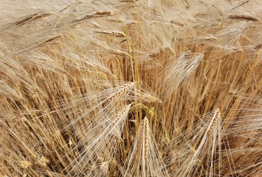 Buğday olgunlaşmış sarı gök mavisi yaz tarımı arka planında
