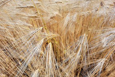 Buğday olgunlaşmış sarı gök mavisi yaz tarımı arka planında