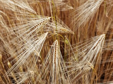 Buğday olgunlaşmış sarı gök mavisi yaz tarımı arka planında