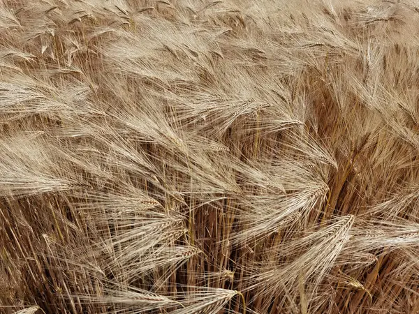Buğday olgunlaşmış sarı gök mavisi yaz tarımı arka planında