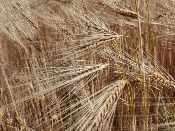 Пшениця Стиглий Жовтий Небо Синій Літньому Сільськогосподарському Фоні — стокове фото