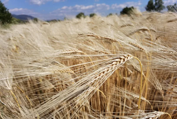 Buğday olgunlaşmış sarı gök mavisi yaz tarımı arka planında