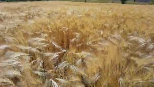 Пшеница Поле Спелое Желтое Небо Летом — стоковое видео