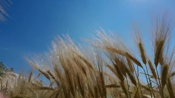 Σιτάρι Στο Χωράφι Ώριμος Κίτρινος Ουρανός Καλοκαίρι — Αρχείο Βίντεο
