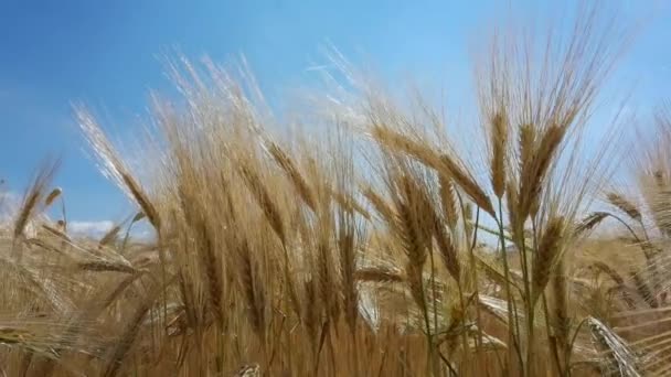 Trigo Campo Céu Amarelo Maduro Verão — Vídeo de Stock