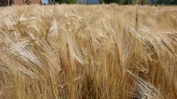 Trigo Campo Céu Amarelo Maduro Verão — Vídeo de Stock