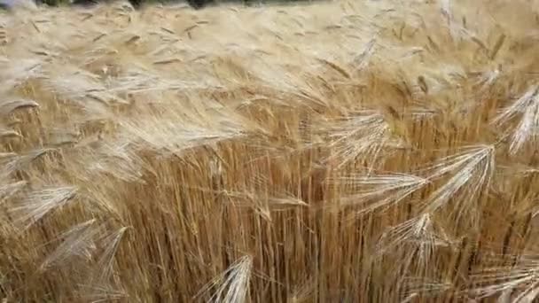 Пшеница Поле Спелое Желтое Небо Летом — стоковое видео