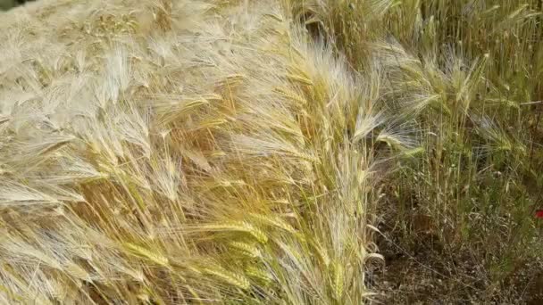 夏には畑の小麦が黄色の空に熟し — ストック動画