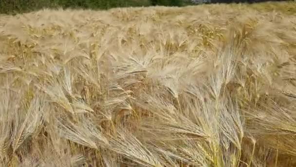 Trigo Campo Céu Amarelo Maduro Verão — Vídeo de Stock