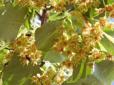 Linden tilia europaea çiçekleri ve yaprakları yaz mevsiminde en iyi yeşil çay yaprakları yapmak için kullanılır.